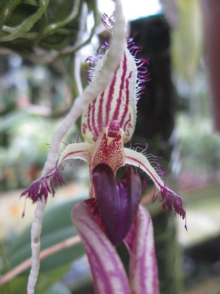 Bulbophyllum putidum - comprar online