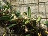 Bulbophyllum ambrosiae na internet