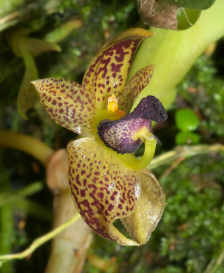 bulbophyllum ecornutum - comprar online