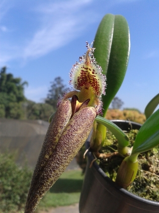 Bulbophyllum fascinator var corazonae