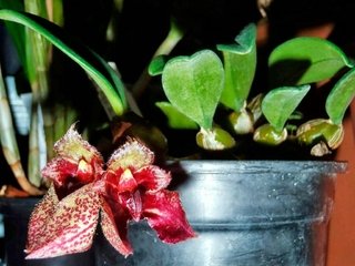 Bulbophyllum (frostii x lobii)