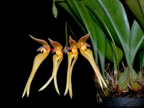 Bulbophyllum macraii