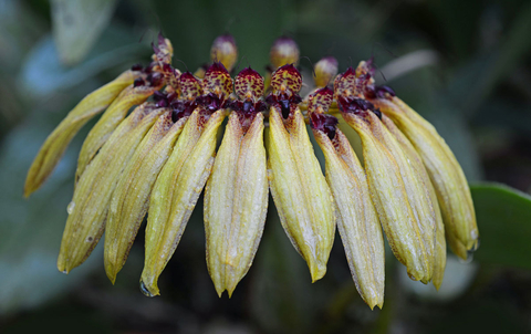 Bulbophyllum picturatum