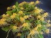 Bulbophyllum vaginatum - comprar online