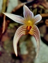 Bulbophyllum affine - comprar online