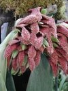 Bulbophyllum fletcherianum - comprar online