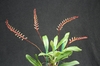 Bulbophyllum falcatum - comprar online