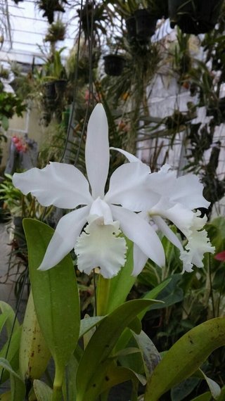 Cattleya Julio Conceição - comprar online