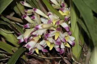 Bothriochilus bellus "Coelia bella" - comprar online