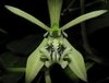 Coelogyne virescens - comprar online