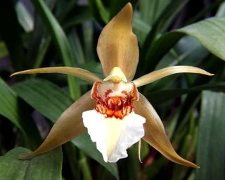 Coelogyne lawrenceana - comprar online