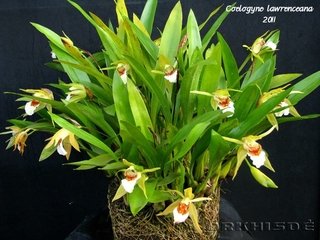 Coelogyne lawrenceana na internet