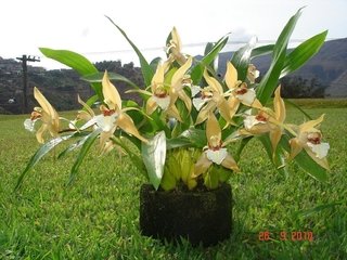 Coelogyne lawrenceana