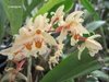 Coelogyne sulphurea - comprar online