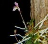Constantia cristinae - OrquideaShop