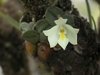 Constantia cipoensis - OrquideaShop