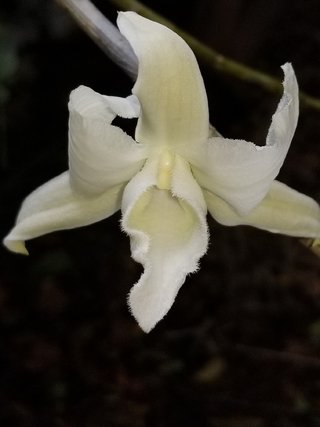 Dendrobium anosmum var. album - comprar online