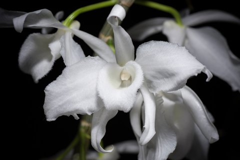 Dendrobium anosmum var. album