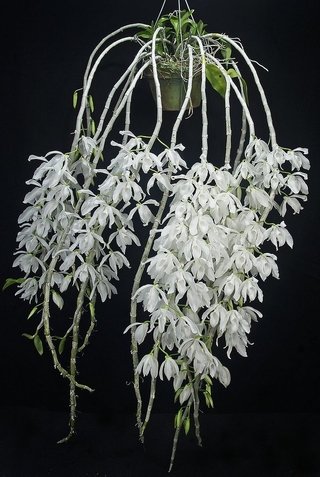 Dendrobium anosmum var. album na internet