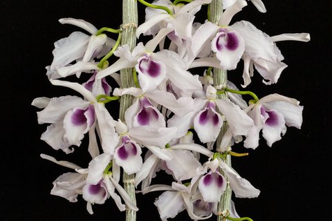 Dendrobium anosmum coerulea