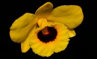 Dendrobium chrysotoxum var oculatum - comprar online