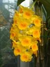 Dendrobium densiflorum - comprar online