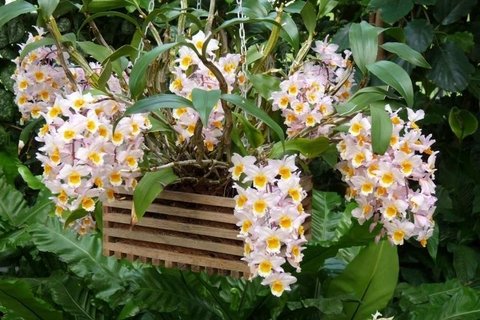 Dendrobium farmeri