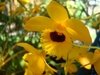 Dendrobium chrysotoxum var oculatum na internet