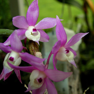 Dendrobium hercoglossum - ADULTA - comprar online