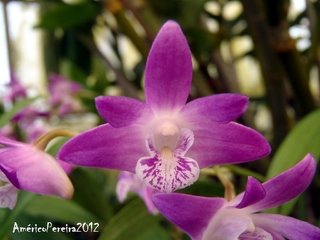 DENDROBIUM KINGIANUM - OrquideaShop