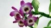 dendrobium nobile "olho de boneca " sem id de cor na internet