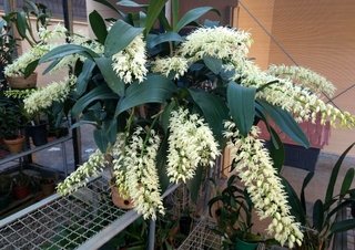 Dendrobium speciosum - comprar online