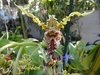 Dendrobium spectabile - comprar online