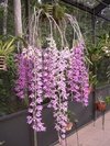 Dendrobium superbum (anosmum)