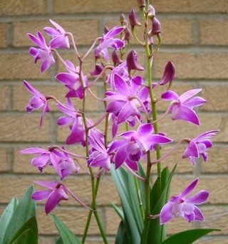 DENDROBIUM KINGIANUM - comprar online