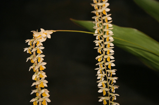 Dendrochilum cobbianum - comprar online