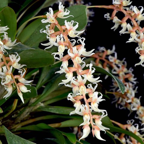 Dendrochilum cootesii - comprar online