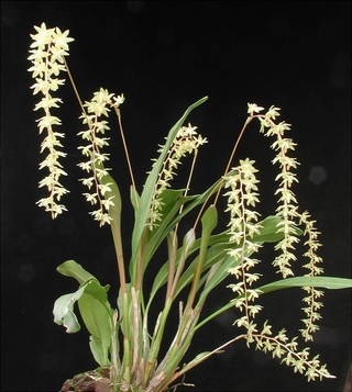 Dendrochilum pangasinanense - comprar online