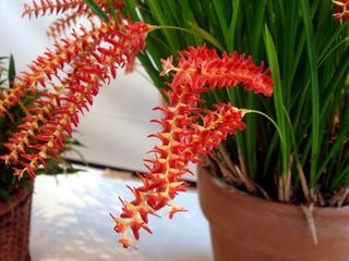 Dendrochilum wenzelii