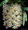 Dendrobium farmeri - comprar online