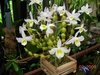 Dendrobium findlayanum na internet