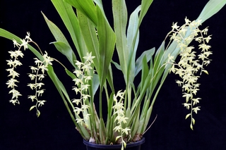 Dendrochilum pangasinanense