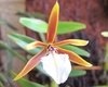 Dinema polybulbon - (Encyclia polybulbon)