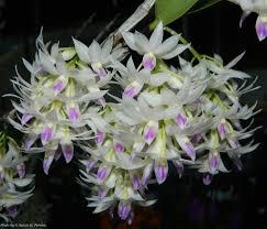 Dendrobium amethystoglossum