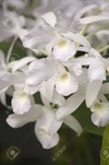 Cattleya bowringiana alba - comprar online