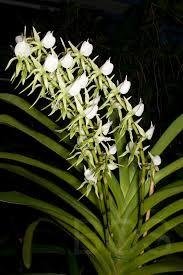 Angraecum eburneum