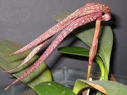 Bulbophyllum longisepalum