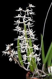 Dockrillia (Dendrobium) wassellii - comprar online