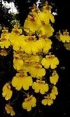 Oncidium varicosum