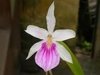 Miltonia sem identificação